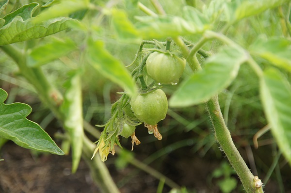 Pierwsze pomidory się pokazały 
