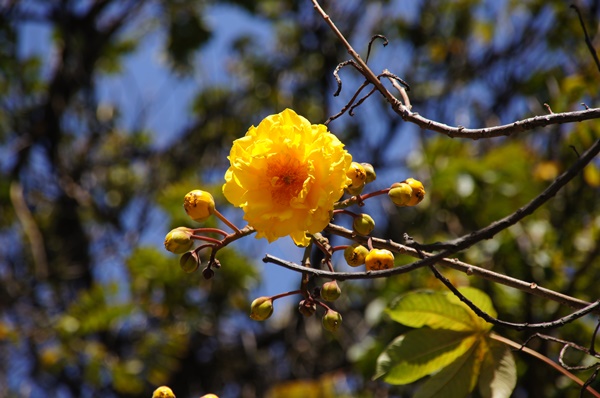 Cuernavaca -  "miasto wiecznej wiosny
