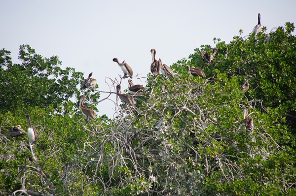 Słynna ze scenerii filmowych Laguna Coyuca
