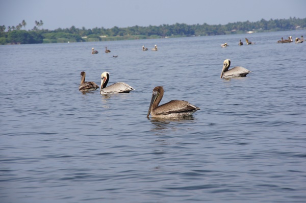Słynna ze scenerii filmowych Laguna Coyuca
