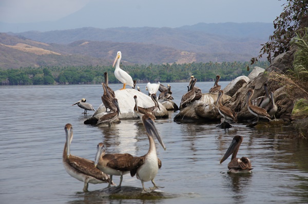 Słynna ze scenerii filmowych Laguna Coyuca
