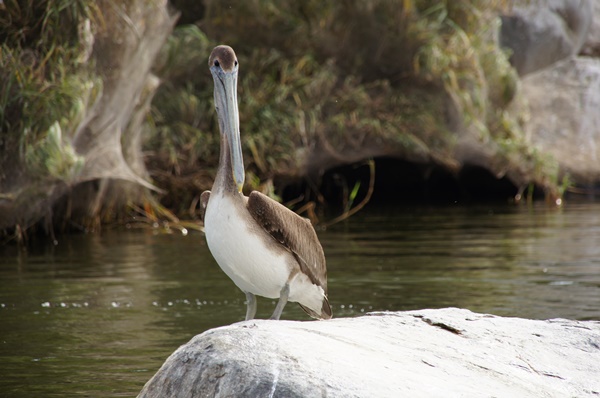 Słynna ze scenerii filmowych Laguna Coyuca
