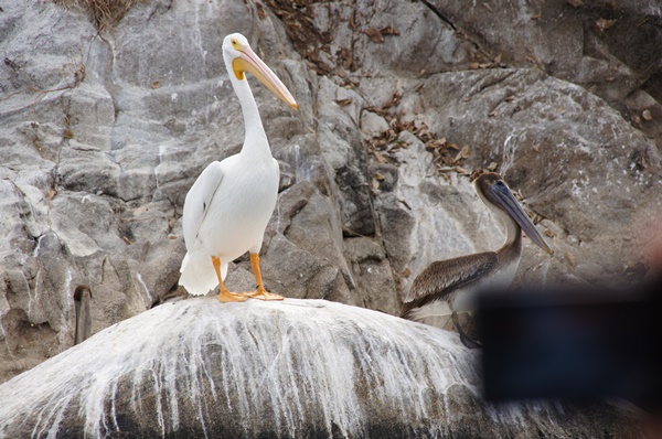 Słynna ze scenerii filmowych Laguna Coyuca
