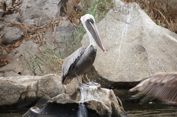Słynna ze scenerii filmowych Laguna Coyuca
