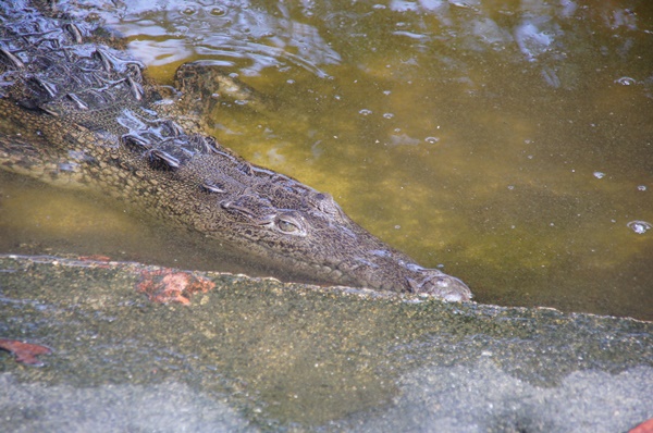 Słynna ze scenerii filmowych Laguna Coyuca
