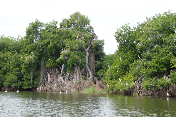 Słynna ze scenerii filmowych Laguna Coyuca
