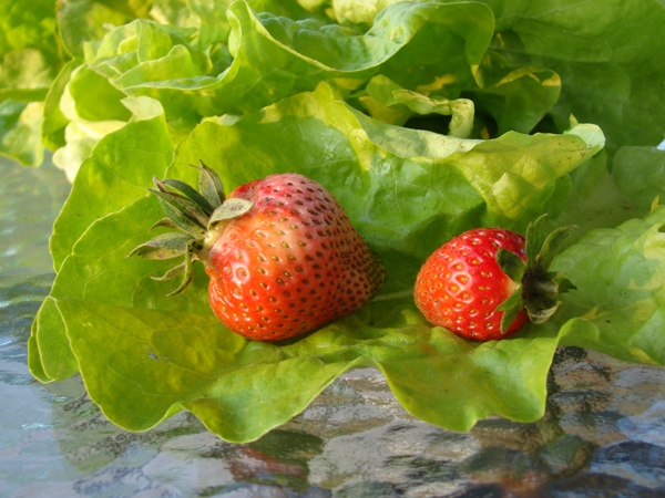 Pierwsze moje truskawki
Dziękuję Eli!
