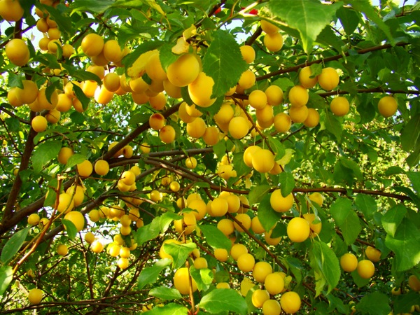 Mirabelki w naszym ogrodzie
Nowym aparatem Sony H- 50
