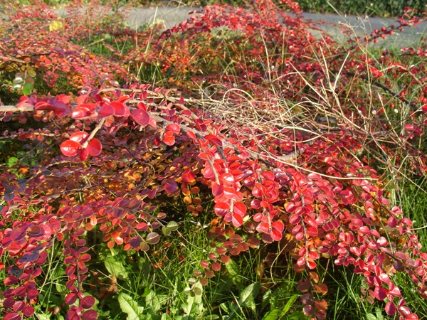 Pułtusk_08_102.jpg