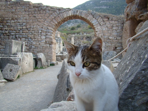 Efez
