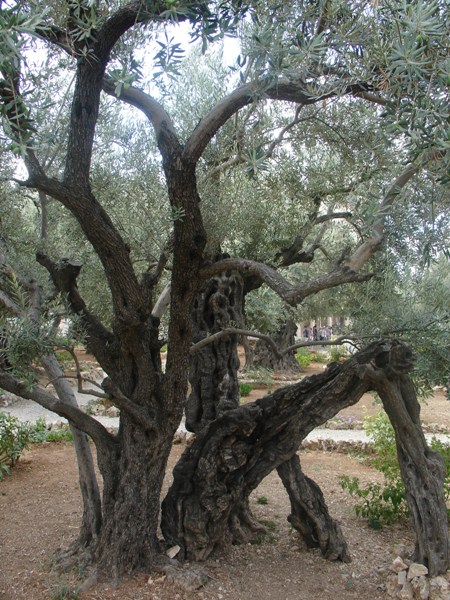 Getsemani
