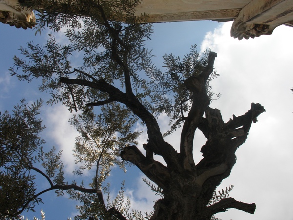 Getsemani
Najstarsze oliwki: ponad 1000 lat...
